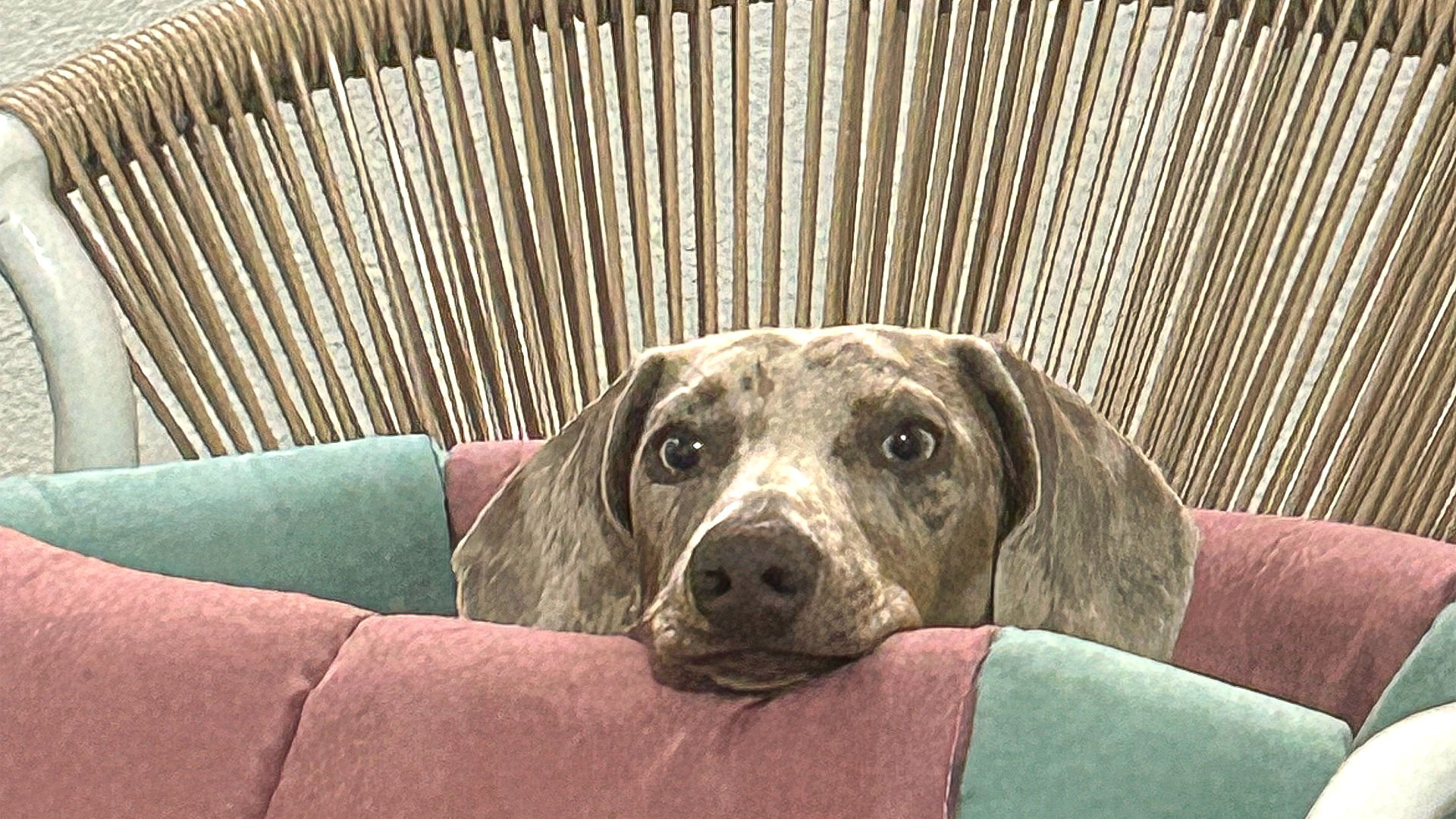 Пансион за вдомени кучиња со индивидуална грижа